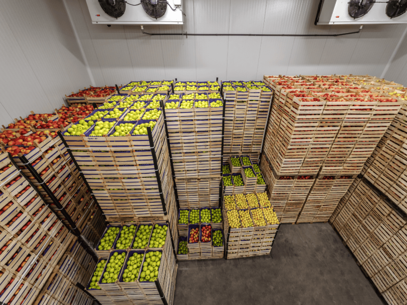 Newly harvested berries in cold storage